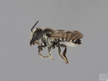 [Megachile onobrychidis female thumbnail]